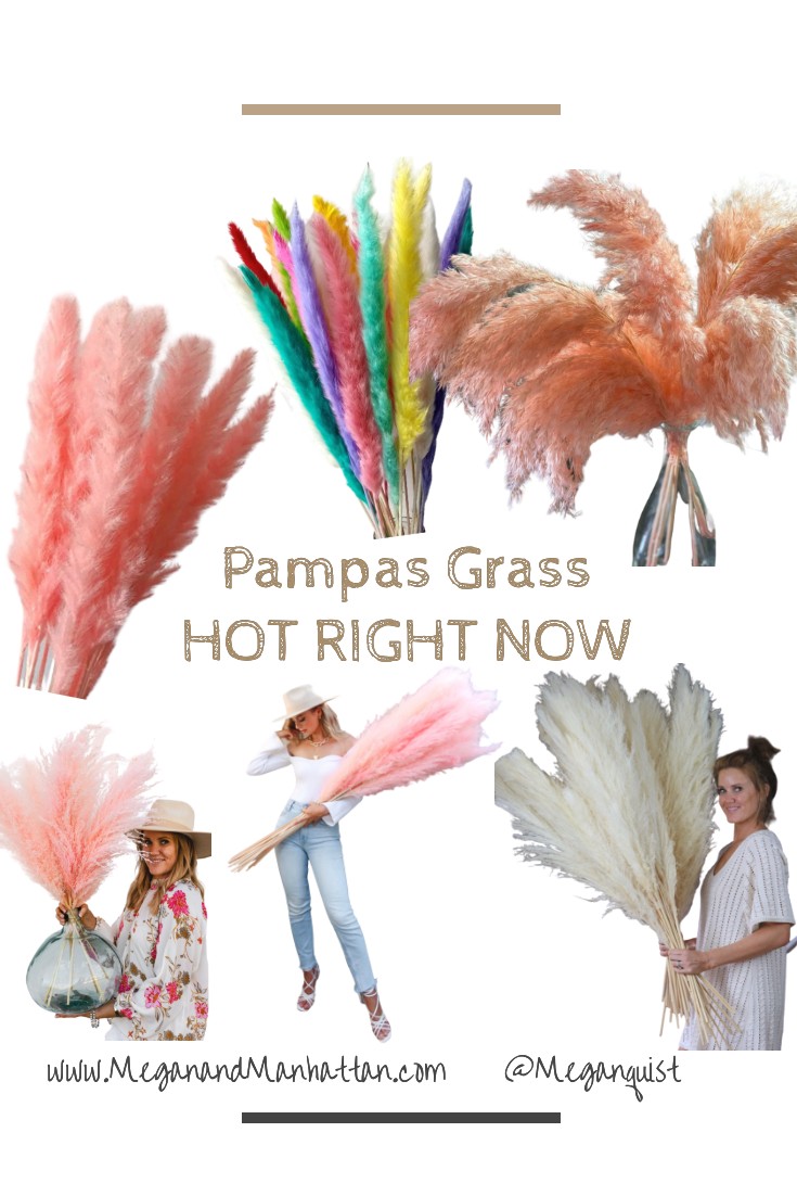 Pampas Grass | New Trend